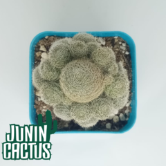 Rebutia Sp - comprar online