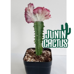 Euphorbia Láctea crestada variegada - Junin Cactus Tienda