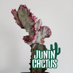 Euphorbia Láctea crestada variegada - comprar online