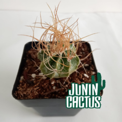 Astrophytum Capricorne Senile ? - comprar online