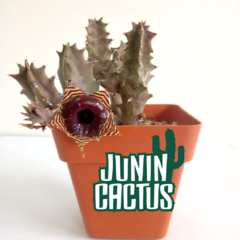 Huernia Zebrina en internet