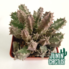 Huernia Zebrina - comprar online