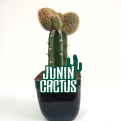 Trichocereus Spachianus crestado - Junin Cactus Tienda