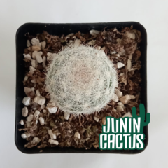 Mammillaria Candida - comprar online