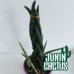 Sansevieria Cylindrica trenzada