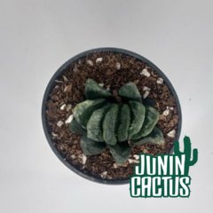 Haworthia Truncata Híbrida - comprar online