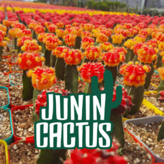 Gymnocalycium Mihanovichii injertado - Junin Cactus Tienda