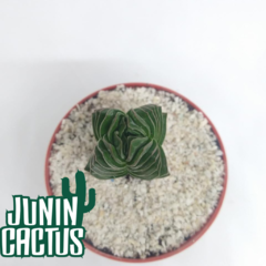 Crassula Buddha´s Temple (templo de Buda) - comprar online