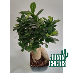 Ficus Ginseng bonsai - comprar online