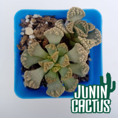 Titanopsis Calcarea - comprar online