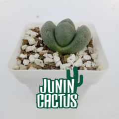 Pleiospilos Nelii - Junin Cactus Tienda