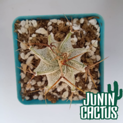 Astrophytum Ornatum - comprar online