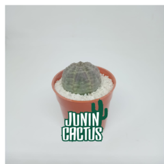 Euphorbia Obesa - comprar online