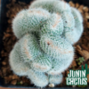 Mammillaria Geminispina crestada