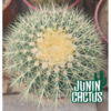 Echinocactus Grusonii