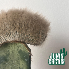 Cleistocactus Strausii Crestada Injertada - comprar online