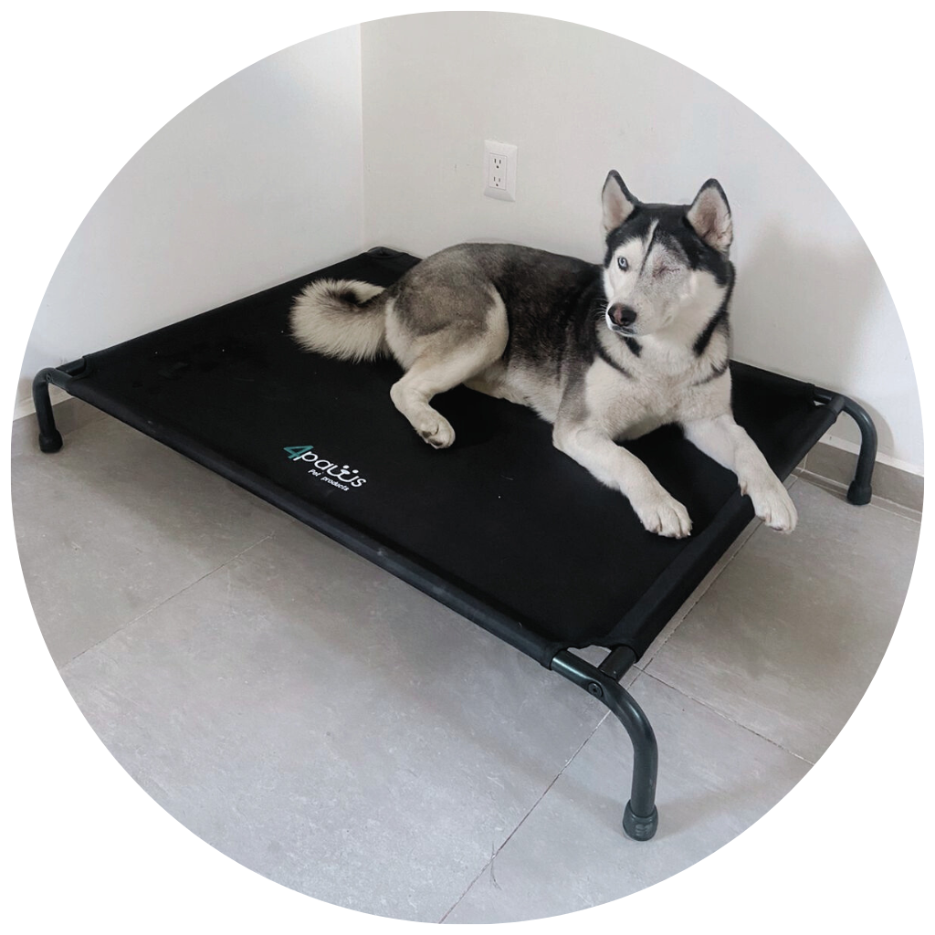 Cama Elevada Para Perro Grande - Comprar en 4PAWSMX