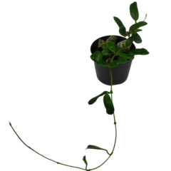 Hoya Rotundifolia - Muda Flor De Cera - comprar online