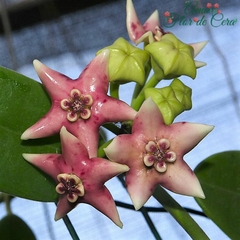 Hoya Coronária Pink - Muda Flor De Cera