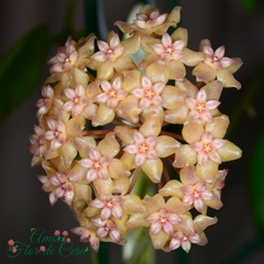 Hoya Fitchii - Flor De Cera - comprar online