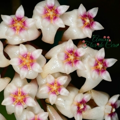 Hoya Parasitica - Muda Flor De Cera na internet