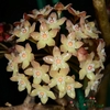 Hoya Macrophylla - Flor De Cera