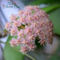 Hoya Erythrostemma Pink - Flor De Cera - comprar online