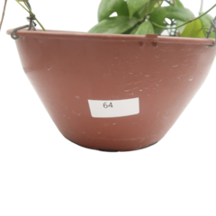 Hoya Camphorifolia - Flor De Cera - comprar online