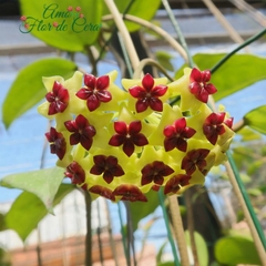 Hoya Cinammomifolia - flor de cera