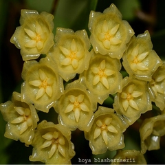 Hoya Blashernaezii - Flor De Cera