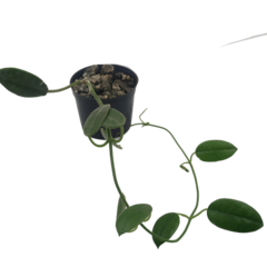 Hoya Coronária Branca - Flor De Cera na internet