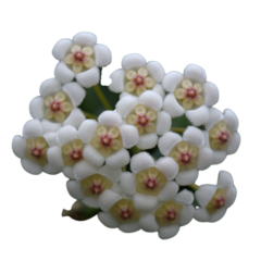 Hoya Rotundifolia - Muda Flor De Cera