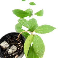 Hoya Camphorifolia - Flor De Cera - Muda Pequena - Amo Flor De Cera