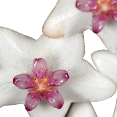 Hoya Bella - Flor De Cera - comprar online