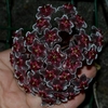 Hoya Pubicalyx Red Splash - Flor De Cera