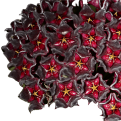 Hoya Pubicalyx Dark Red - Flor De Cera
