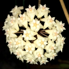 Hoya Verticillata - Flor De Cera - comprar online