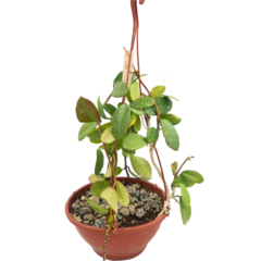 Hoya Aff Diversifolia - Escolha A Sua Planta - comprar online