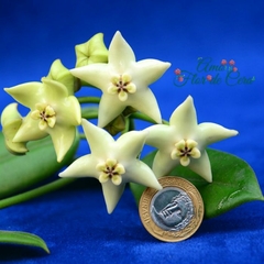 Hoya Coronária Branca - Flor De Cera - comprar online