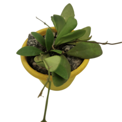 Hoya Andalensis - Flor De Cera - comprar online