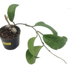 Hoya Surigaoensis - Flor De Cera - comprar online