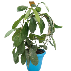 Imagem do Hoya Diversifolia - Escolha A Sua Planta