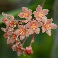 Hoya Camphorifolia - Flor De Cera - comprar online
