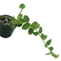 Hoya Cumingiana - Escolha A Sua Planta - Amo Flor De Cera