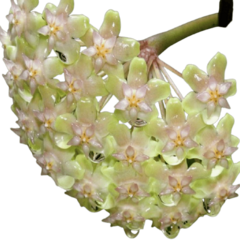 Hoya Balaensis - Flor De Cera