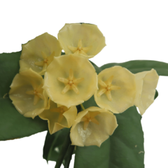 Hoya Campanulata - Muda Flor De Cera