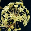 Hoya Merrillii - Flor De Cera