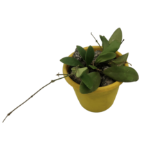 Hoya Andalensis - Flor De Cera