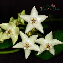 Hoya Coronária Branca - Flor De Cera