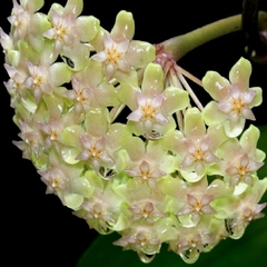Hoya Balaensis - Flor De Cera na internet